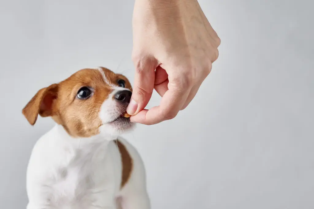 photo of veterinary compounding